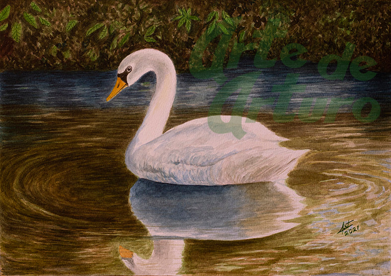 El cisne relajado